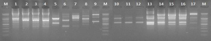 선발 균주들의 rep-PCR 밴드 패턴(M, 100 bp DNA ladder; 1, CL; 2, 14-1; 3, 5-1; 4, 3-1; 5, 11-1; 6, 6-2-1; 7, 17-1; 8, 13-1; 9, KM-2; 10, 16-2; 11, 13-2; 12, KL-1-1; 13, 27-1; 14, 32-2; 15, 31-2; 16, 29-1; 17, 24-1)