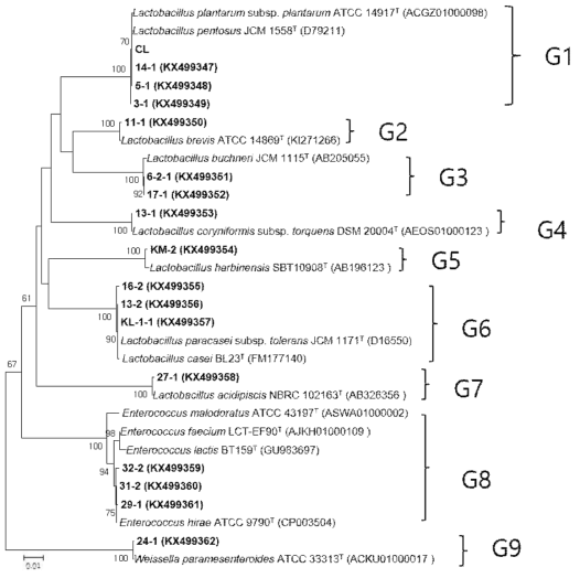 선발 유산균 균주(굵은 글씨)와 가까운 표준균주의 16S rRNA 유전자 염기서열을 이용하여 작성한 neighbor-joining tree. 괄호 안은 GenBank accession number. 모든 균주를 총 9개의 그룹으로 구분하고 G1부터 G9까지 명명하였다
