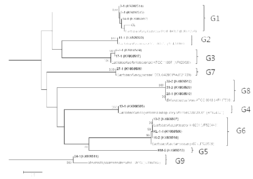 선발 유산균 균주(굵은 글씨)와 가까운 표준균주의 hsp60 유전자 염기서열을 이용하여 작성한 neighbor-joining tree. 괄호 안은 GenBank accession number
