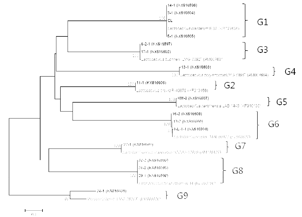 선발 유산균 균주(굵은 글씨)와 가까운 표준균주의 pheS 유전자 염기서열을 이용하여 작성한 neighbor-joining tree. 괄호 안은 GenBank accession number