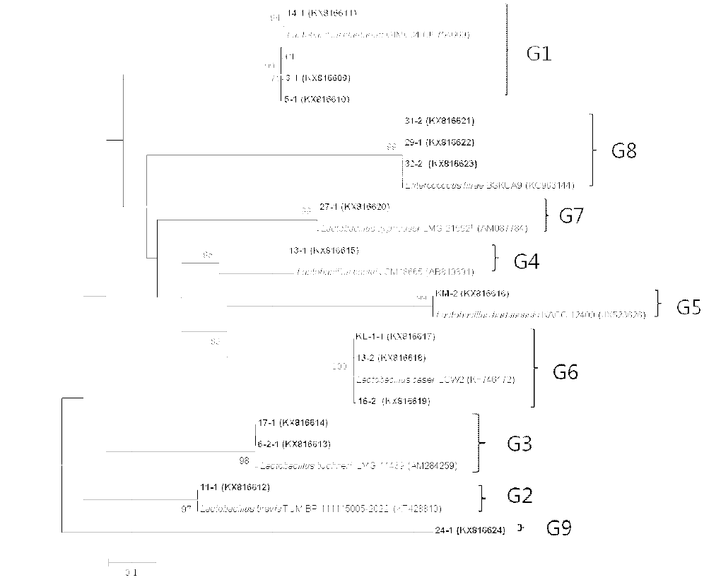 선발 유산균 균주(굵은 글씨)와 가까운 표준균주의 rpoA 유전자 염기서열을 이용하여 작성한 neighbor-joining tree. 괄호 안은 GenBank accession number