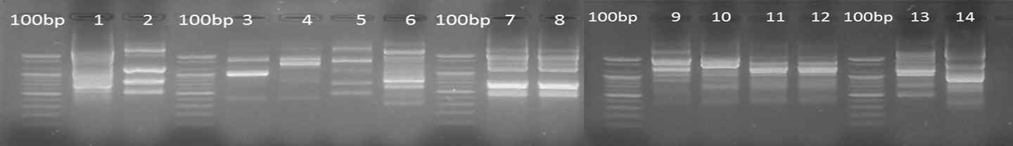 선발 섬유소 이용세균의 rep-PCR 밴드 패턴(Lane 1, KC-SH-2; 2, WCF-2; 3, KC-SH-3; 4, PCF-5-2; 5, CCF-3-2; 6, 5-3; 7, 4-1; 8, PCF-8-1; 9, KC-SH-1; 10, CS-1; 11, WCF-3; 12, WCF-1; 13, CS-4; 14, BU-c)