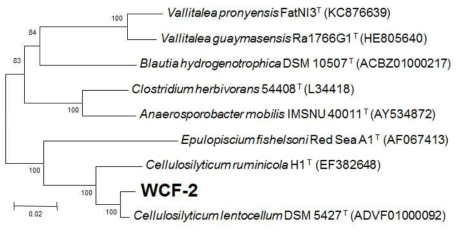 섬유소 분해균주 WCF-2 균주(굵은 글씨)와 가까운 표준균주의 16S rRNA 유전자 염기서열을 이용하여 작성한 neighbor-joining tree. 괄호 안은 GenBank accession number