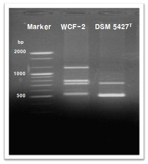 WCF-2 균주와 C. lentocellum DSM 5427T의 rep-PCR 밴드 패턴