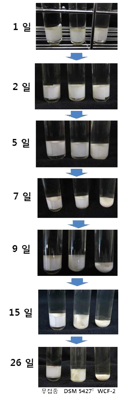 WCF-2와 C. lentocellum DMS 5427T의 필터페이퍼 분해도 비교