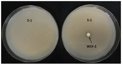 Latobacillus sp. 5-1 균주에 대한 Cellulosilyticum sp. WCF-2 균주의 저해 평가. Latobacillus sp. 5-1만 있는 경우(좌)와 WCF-2 균주의 콜로니가 있는 경우(우)