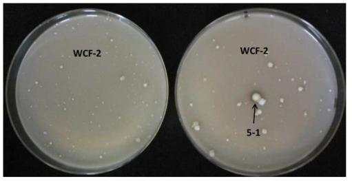 Cellulosilyticum sp. WCF-2 균주에 대한 Latobacillus sp. 5-1 균주의 저해 평가. Cellulosilyticum sp. WCF-2만 있는 경우(좌)와 Latobacillus sp. 5-1 균주의 콜로니가 있는 경우(우)