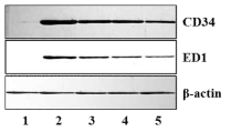 유착방지마커 CD34, ED1 항체를 통한 western blot 실험 결과