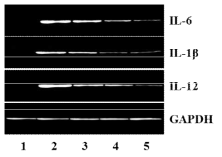 유착방지마커 염증 인자를 RT-PCR 실험 결과