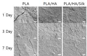Osteoblast를 각각의 샘플로 제작한 디스크에서 배양 후 표면 SEM 이미지. Scale Bar : 10μm