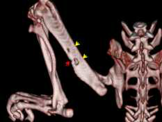 수술 후 8주 후의 대퇴골 CT 이미지. Red arrow : 골 재생 부위, Yellow arrow : Screw hole 부위 (실크 피브로인 골 고정판)