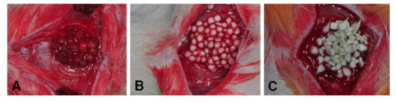 이식재 적용 사진. A. Alginate bead, B. HA/alginate bead, C. SF/HA/alginate bead