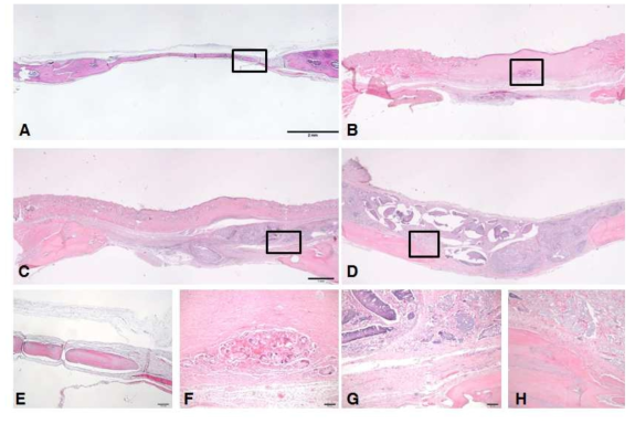 Histologic images (hematoxylin and eosin staining) at 8 weeks after the operation