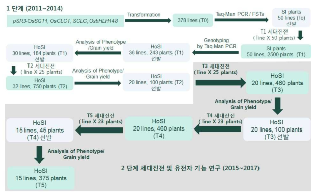 수확량이 증가하는 형질전환체 유전자형과 표현형 선발에 의한 세대진전