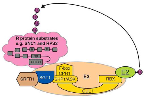 식물에서 SCF complex에 관여하는 SGT1의 모델. SNC1 과 RPS2는 NB-LRR 단백질; SRFR1은 SUPPRESSOR OF rps4-RLD; CPR1은 F-box protein CPR1; SCF complex의 구성은 CULLIN1, SKP1, RBX1와 E2로 이루어져 있다