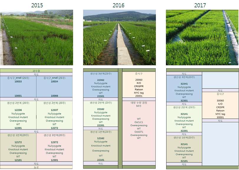 2015~2017년 포장에 전개되어진 형질전환체 및 돌연변이체의 포장모습 및 모식도