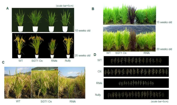 포장에서의 OsSGT1 과발현체와 RNAi 억제 형질전환체 표현형 모습. A-B, 시기별 지상부의 모습; C-D, 수확기의 이삭의 모습
