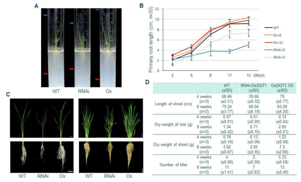 OsSGT1 유전자 표현형 규명 및 형태학적 분석. A, 뿌리와 지상부 발달 모습 (10 days old on 1/2 MS media); B, 시기별 primary root 발달에 따른 길이 측정 (n=30); C-D, 파이프 에서 자란 벼 뿌리와 지상부; C, 왼쪽, 4 weeks old on soil (scale bar=2cm), 오른쪽, 8weeks old on soil (scale bar=5cm); D, 지상부와 뿌리의 무게 분얼 수 비교
