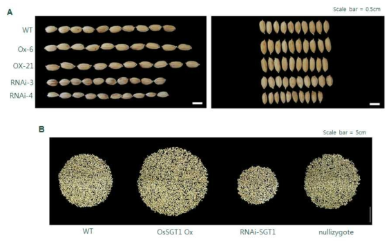 OsSGT1 유전자 형질전환체 종자 비교