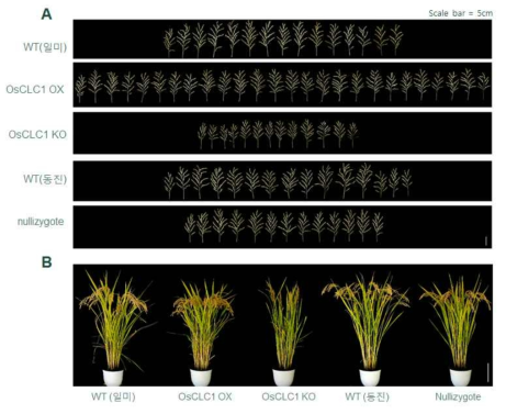 포장에서의 OsCLC1 유전자 표현형 분석. A, OsCLC1 형질전환체 이삭의 모습; B, 포장에서 재배된 25주된 수확기 모습
