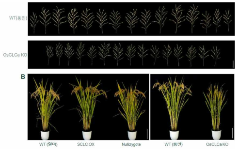 포장에서의 SCLC 과발현체와 OsCLCa KO 표현형 분석. A, OsCLCa KO의 이삭 모습; B, 포장에서 재배된 25주된 수확기 모습