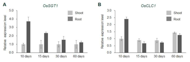 발달 시기와 조직별 OsSGT1와 OsCLC1 유전자 발현 패턴