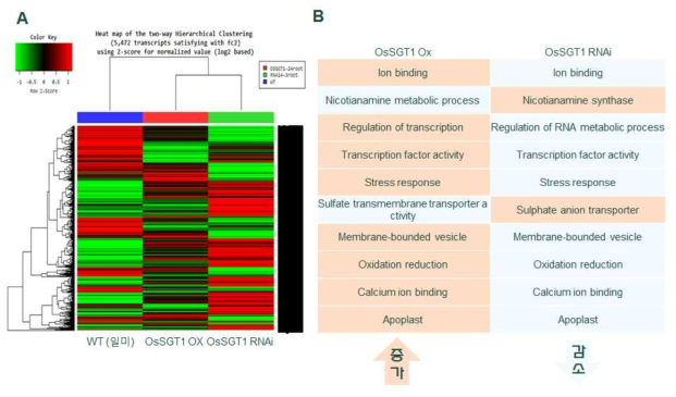 NGS를 이용한 OsSGT1 형질전환체의 transcriptome 분석. A, 형질전환체에서 transcript의 발현 값을 비교 분석한 heat map; B, WT, OsSGT1 과발현체, OsSGT1 RNAi 유전자 억제 돌연변이체들의 각 transcript를 서로 비교하여 얻은 유전자들의 기능적 분류