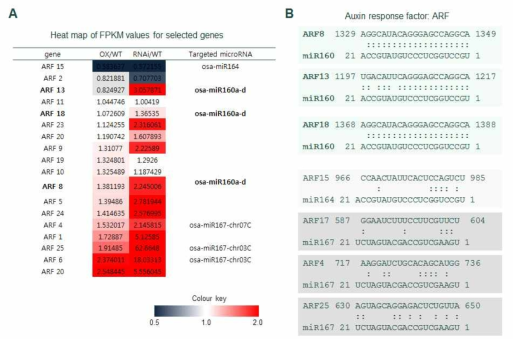 OsSGT1 형질전환체에서의 ARF 유전자 분석. A, 형질전환체에서 ARF 유전자들의 transcript의 발현 값을 비교 분석한 heat map; B, ARF 유전자들의 microRNA targeting 분석