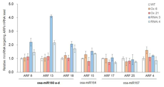 qPCR을 이용한 OsSGT1 형질전환체에서의 microRNA target으로 예상되는 ARF 유전자들의 발현 분석