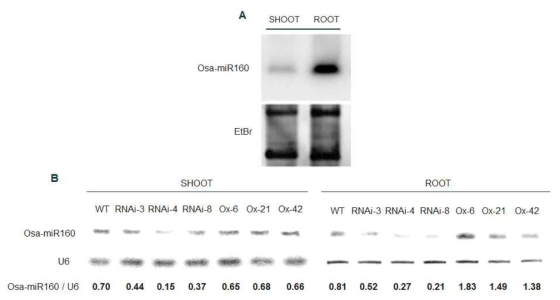 Northern blot을 이용한 Osa-miR160 발현 분석. A, Wild type의 지상부와 뿌리에서 mature-miR160 발현 분석; B, OsSGT1 형질전환체에서 mature-miR160 발현 분석