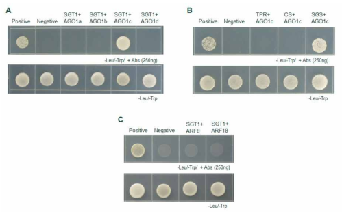 Yeast two-hybrid assay을 이용한 OsSGT1 상호작용 단백질 분석