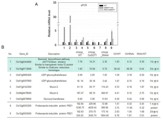 OsSGT1 형질전환체 transcriptome과 단백질체 분석 결과 선발된 유전자 발현 확인. A, qPCR을 이용한 유전자 발현 분석; B, RNA sequencing 결과 과발현체에서 발현 증가와 동시에 OsSGT1 RNAi 유전자 억제 돌연변이체에서 발현 감소를 보인 유전자들
