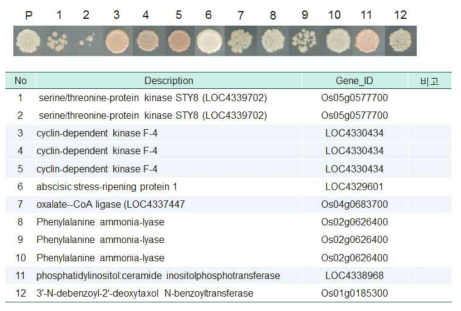 Yeast two-hybrid cDNA library system을 이용하여 상호작용 단백질 분석. P, positive control