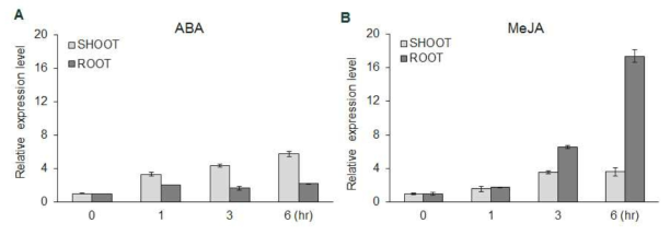 시간에 따른 OsCLC1 유전자 조직별 호르몬 반응. A, 100uM ABA 처리에 따른 OsCLC1 유전자 반응; B, 100uM MeJA 처리에 따른 OsCLC1 유전자 반응