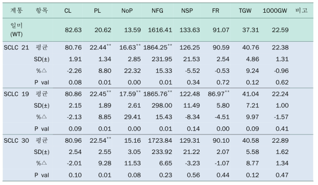 pSR3-SCLC 형질전환체 T5 세대 생육조사 결과