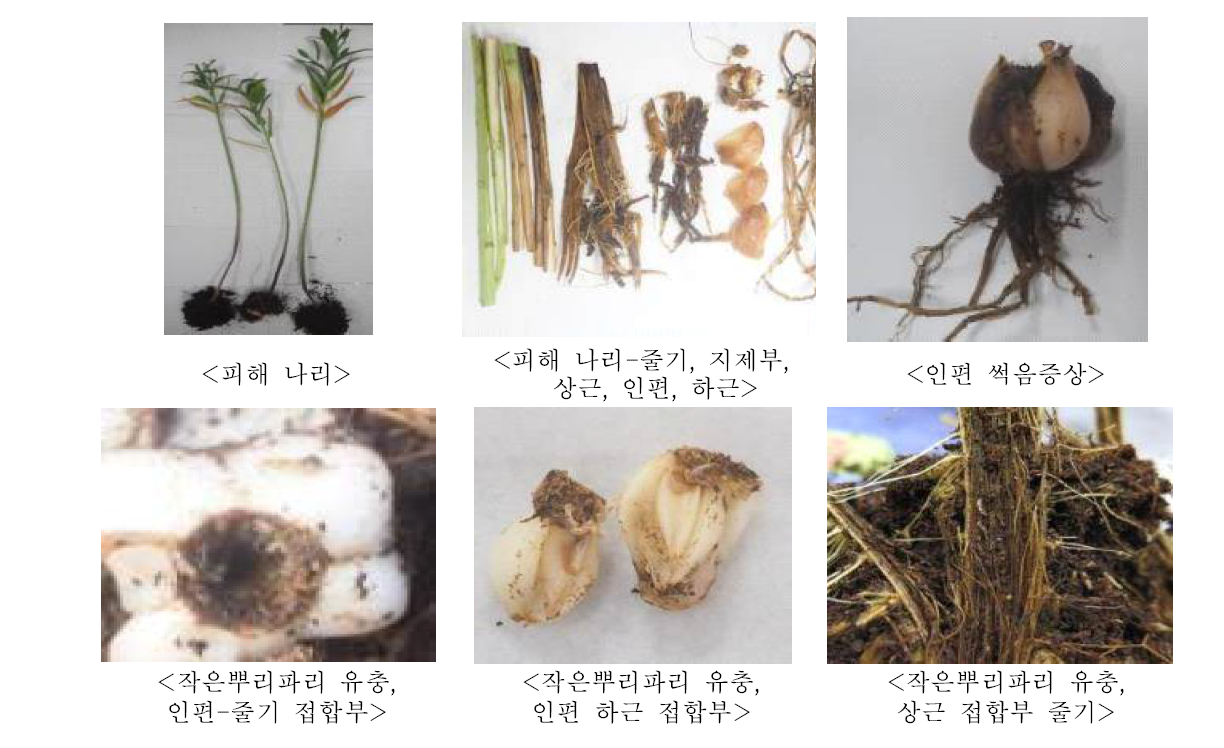 나리 복합피해 증상