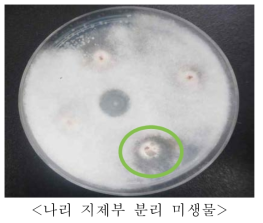 나리 지제부 Fusarium sp. 균