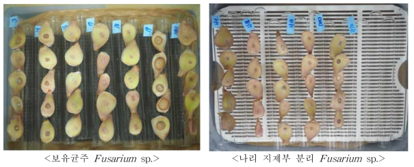 나리 인편을 이용한 토양전염성 병원균 Fusarium sp.의 병원성 검정