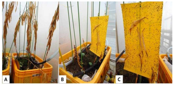 근권파리 유충과 시들음병균 시험구의 피해전경(A, B) 및 시험구내 근권파리 밀도(C)