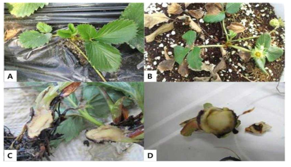 딸기 시들음병 발생에 의한 피해(A:짝엽, B: 시들음증상, C, D: 도관부 갈변)