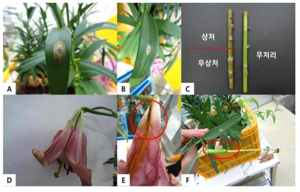 나리 구근에서 분리한 잿빛곰팡이병균의 병원성 검정(A, B: 잎, C: 줄기, D-F: 꽃잎)