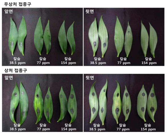 칼슘처리에 따른 나리 잎의 잿빛곰팡이병 피해경감