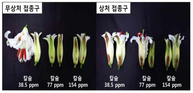 칼슘처리에 따른 꽃잎의 잿빛곰팡이병 피해경감