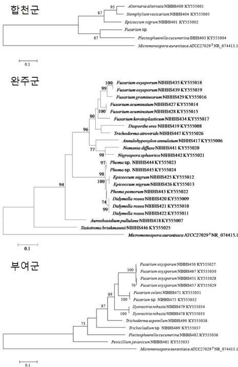 기주식물 근권에서 분리한 곰팡이 미생물 군집의 계통 해석