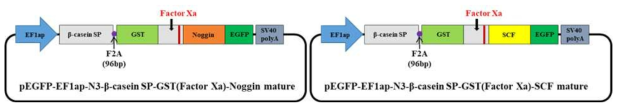 유선특이적 분비단백질 β casein signal peptide에 최적의 분리 및 정제능을 지닌 GST tagging marker가 달린 pEGFP-EF1αp-N3-β casein SP-GST-Noggin-EGFP fusion 발현벡터 구축
