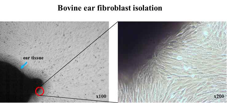 Bovine ear fibroblast cells isolation