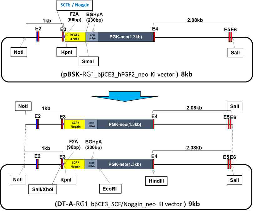 β-casein SP-SCF/Noggin-PGKp-Neo dual expression cassette의 Bovine β casein 유전자 좌의 exon III 내 knock in을 위한 donor 벡터 구축