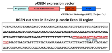 Schematic diagram of RGEN expression vector and RGEN cut site sequences
