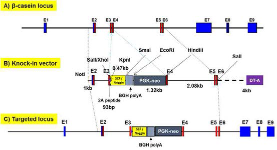 β-casein SP-SCF/Noggin-PGKp-Neo dual expression cassette의 bovine β-casein 유전자와의 exon III부위 특이적 knock-in 전략