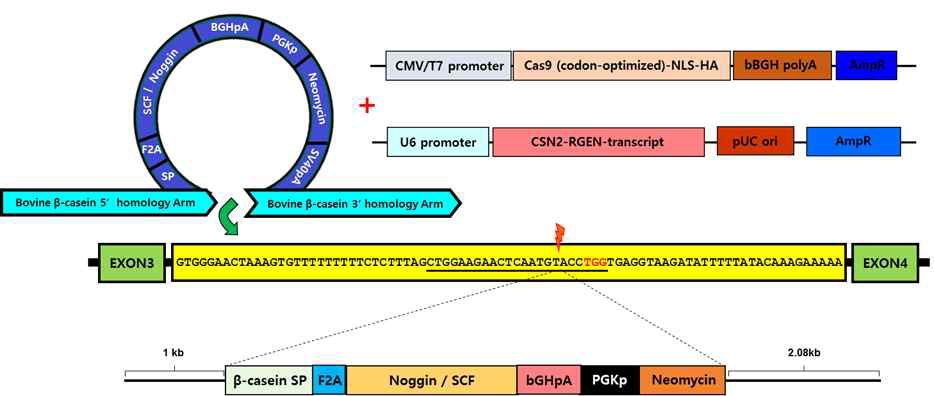 CRISPR/Cas9 Technology를 이용한 β-casein SP-SCF/Noggin-PGKp-Neo dual expression cassette knock-in